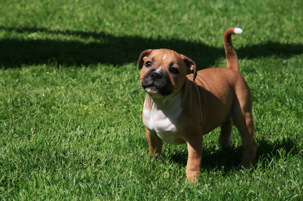 Du Domaine Des Blackfeux - Chiot disponible  - Staffordshire Bull Terrier