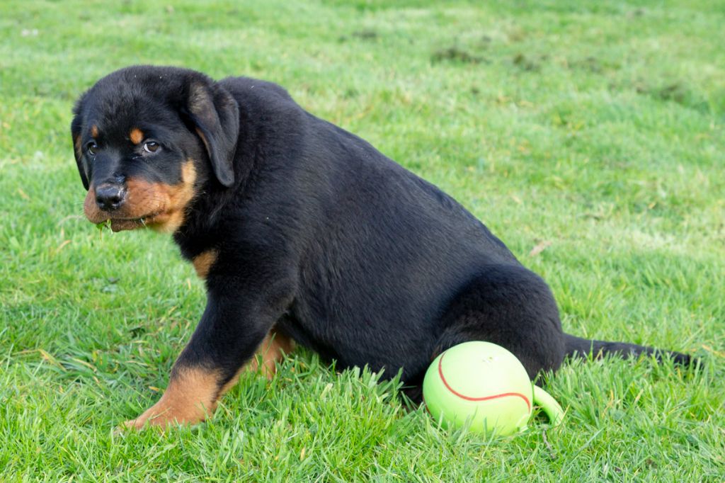 Du Domaine Des Blackfeux - Chiots disponibles - Rottweiler