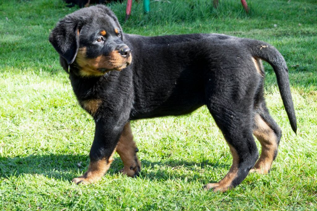 Du Domaine Des Blackfeux - Chiots disponibles - Rottweiler